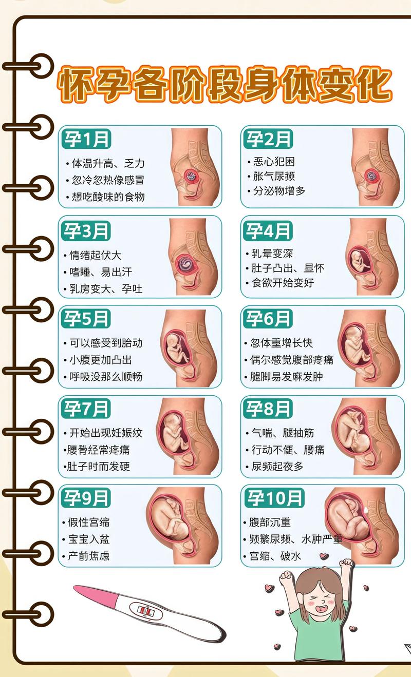 揭秘供卵代孕妈妈怀孕小腹分两节，孕期变化的奥秘肇庆代生机构: